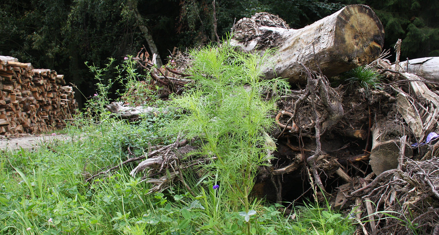 A pile of cut logs, a green plant, and a forested background.